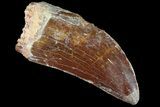 Serrated, Carcharodontosaurus Tooth - Real Dinosaur Tooth #85773-2